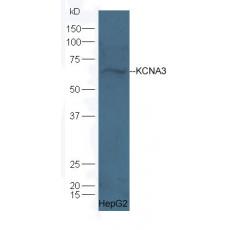 Anti-KCNA3 antibody