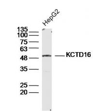 Anti-KCTD16 antibody