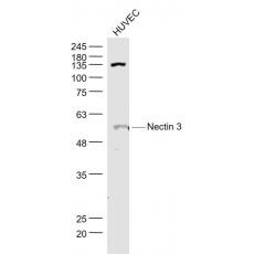 Anti-Nectin 3 antibody