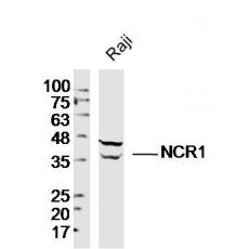 Anti-NCR1 antibody