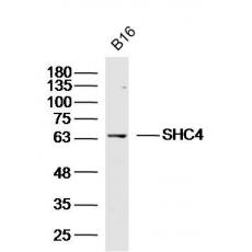 Anti-SHC4 antibody