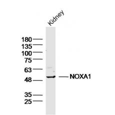 Anti-NOXA1 antibody
