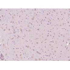 Anti-NPFF1 Receptor antibody