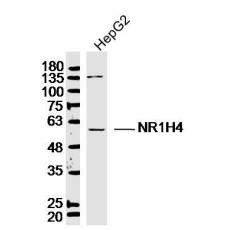 Anti-NR1H4 antibody