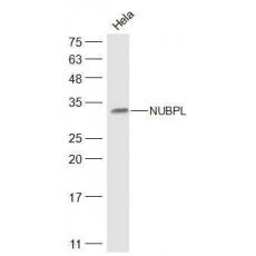 Anti-NUBPL antibody