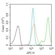 Anti-Nucleophosmin antibody