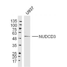 Anti-NUDCD3 antibody