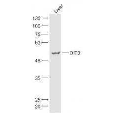 Anti-OIT3 antibody