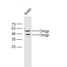 Anti-Omgp antibody