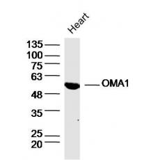 Anti-OMA1 antibody