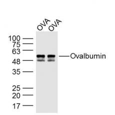 Anti-Ovalbumin antibody