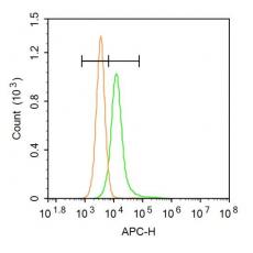Anti-ox-LDL antibody