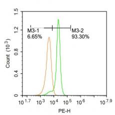 Anti-P450 1A2 antibody