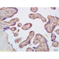 Anti-PAFAH antibody