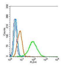 Anti-PALB2 antibody
