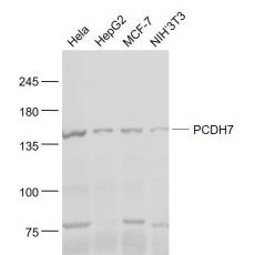 Anti-PCDH7 antibody