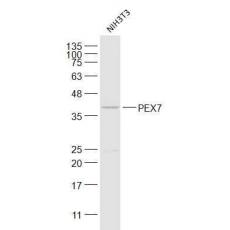 Anti-PEX7 antibody