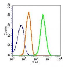 Anti-Phospholipase C beta 1 antibody