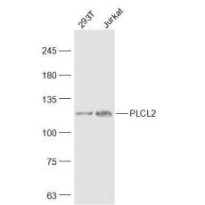 Anti-PLCL2 antibody