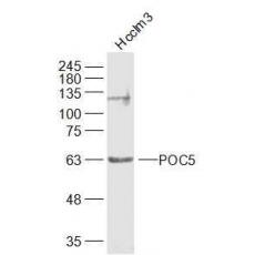 Anti-POC5 antibody