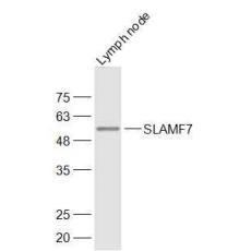Anti-SLAMF7 antibody