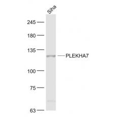 Anti-PLEKHA7 antibody