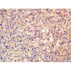 Anti-Pro-neuregulin-1, membrane-bound isoform antibody
