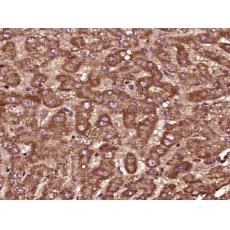 Anti-PTPD1 antibody