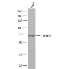Anti-PTPN12 antibody