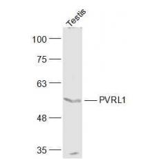 Anti-PVRL1 antibody