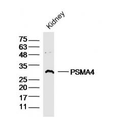 Anti-PSMA4 antibody