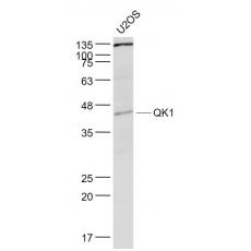 Anti-QK1 antibody