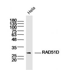 Anti-RAD51D antibody