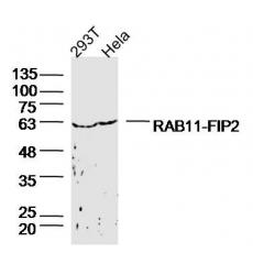 Anti-RAB11-FIP2 antibody