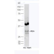 Anti-REA antibody