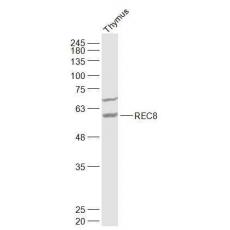 Anti-REC8 antibody