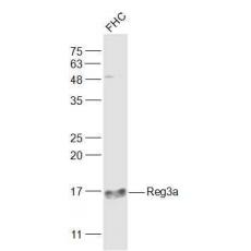 Anti-Reg3a antibody