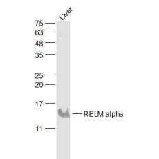 Anti-RELM alpha antibody