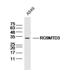 Anti-RG9MTD3 antibody