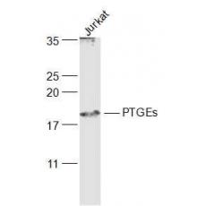 Anti-PTGEs/Prostaglandin E Synthase antibody