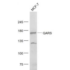 Anti-QARS/Glutamyl Prolyl tRNA synthetase/ProRS antibody
