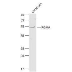 Anti-RGMA antibody