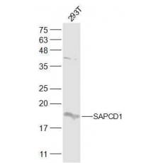 Anti-SAPCD1 antibody