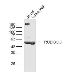 Anti-RuBisCO large subunit antibody