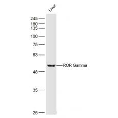 Anti-ROR Gamma antibody