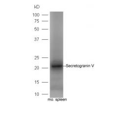 Anti-Secretogranin V antibody