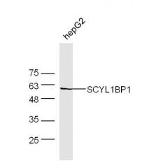 Anti-SCYL1BP1 antibody