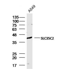 Anti-SLC35C2 antibody