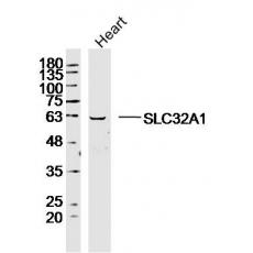Anti-SLC32A1 antibody