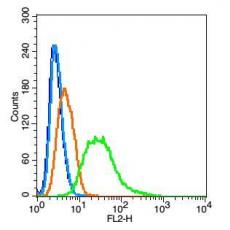 Anti-Thyroid hormone receptor alpha antibody